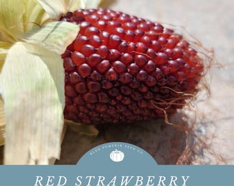 Pode incluir: Close-up de uma espiga de milho vermelho morango. A espiga é cercada por palhas e tem uma cor vermelha profunda. O texto "RED STRAWBERRY HEIRLOOM CORN SEEDS" é exibido abaixo da espiga.