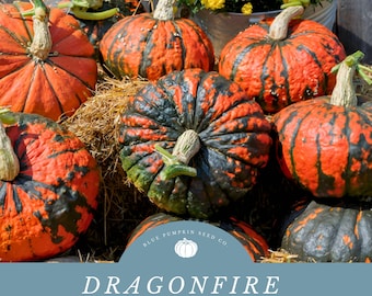 May include: Dragonfire Hybrid Pumpkin Seeds from Blue Pumpkin Seed Co. A close-up of several orange and green striped pumpkins with a blue background featuring the company logo and the text "Dragonfire Hybrid Pumpkin Seeds".