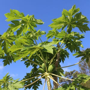 May include: A papaya tree with large, green, deeply lobed leaves and several green papayas. The tree's trunk is light brown, and the background is a clear blue sky. The text "Blue Pumpkin Seed Co." is visible.