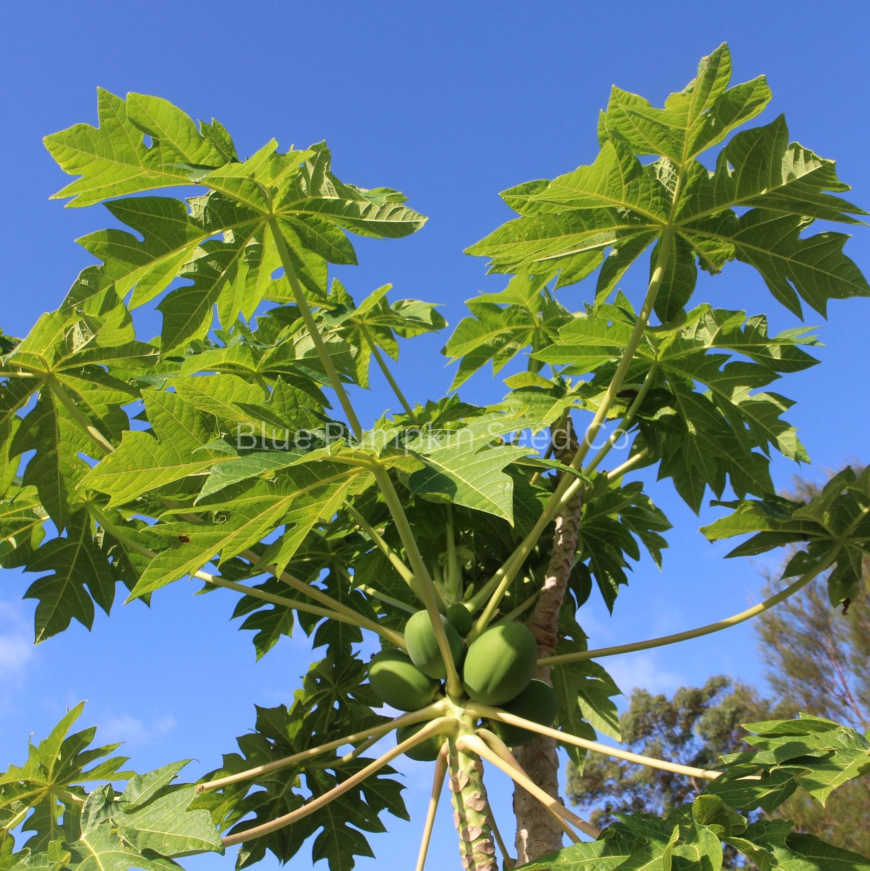 Common Paw Paw Fruit Tree Seeds: Grow Your Own Paw Paw Tree! - Hardy in ...