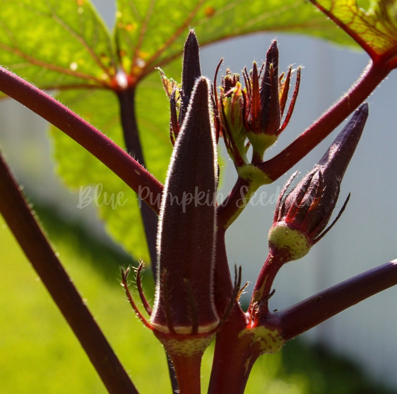 Puede incluir: Primer plano de una vaina de okra roja creciendo en una planta con tallos rojos. La vaina de okra est&aacute; rodeada de otras vainas m&aacute;s peque&ntilde;as.