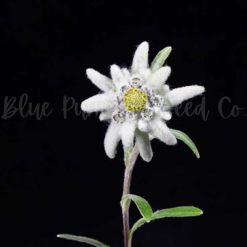 A young Edelweiss flower facing the sun.