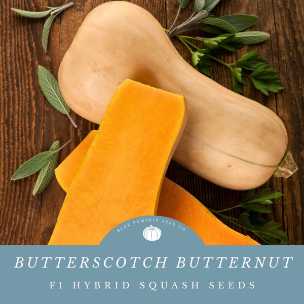 Butterscotch Butternut Squash Seeds - Grow Your Own Mini Personal-sized Squashes - Sweet, Earthy, and Complex Flavor!