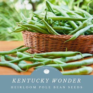 May include: A basket overflowing with green Kentucky Wonder heirloom pole bean seeds. The basket is made of woven wicker and is sitting on a wooden surface. The text "BLUE PUMPKIN SEED CO." and "KENTUCKY WONDER HEIRLOOM POLE BEAN SEEDS" is printed on a blue background.