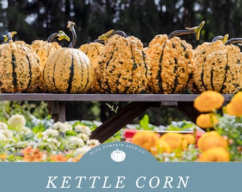 May include: A close-up of a group of yellow and green kettle corn pumpkins on a wooden table. The pumpkins have a bumpy texture and are arranged in a row. The text "Kettle Corn F1 Hybrid Pumpkin Seeds" is displayed on a blue background with a logo for Blue Pumpkin Seed Co.