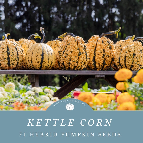 Kettle Corn F1 Pumpkin Seeds - Vibrant Green Stripes and Warty Texture -Create an Eye Catching Fall Display!