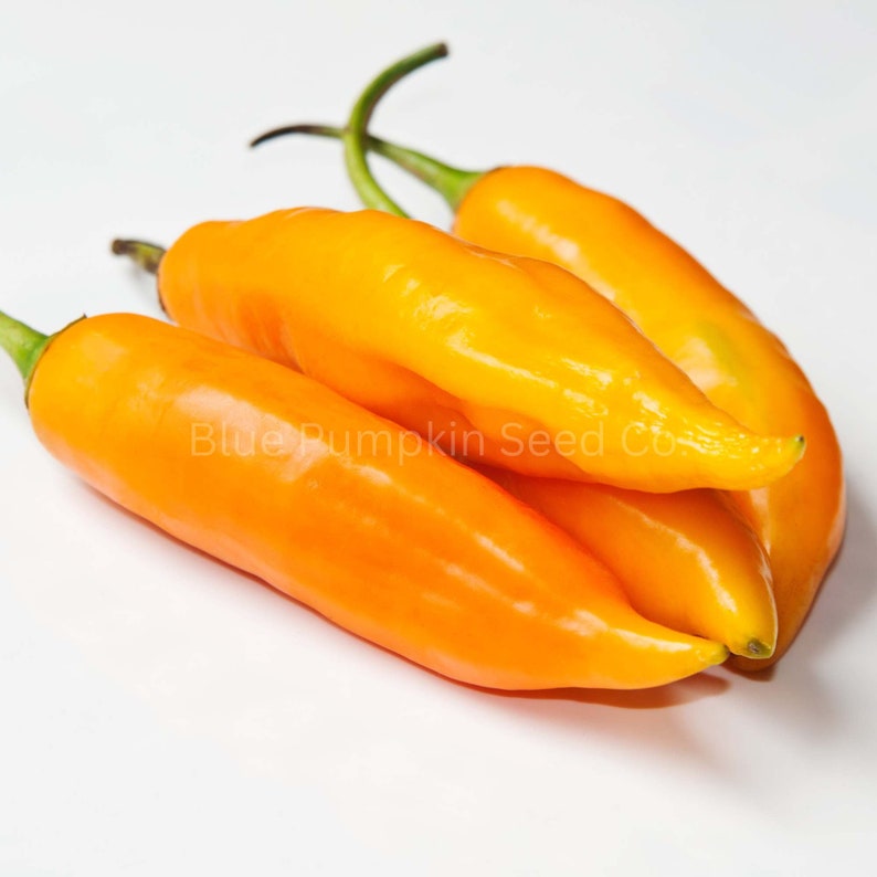 Peruvian Aji Amarillo Chili Seeds organic Aji Amarillo Etsy