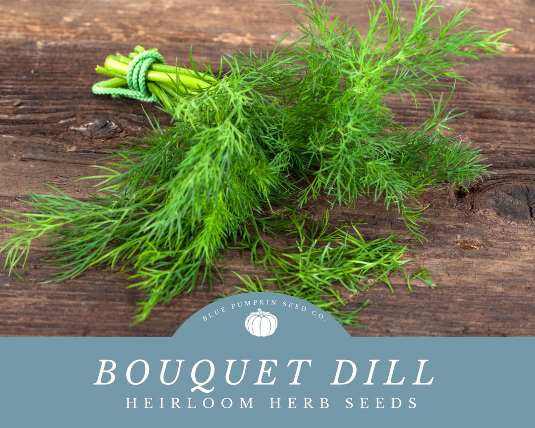 Bouquet Dill Seeds Versatile Herb for Pickling, Cooking, and Gardening