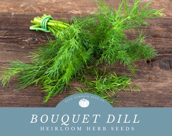 Bouquet Dill Seeds: Versatile Herb for Pickling, Cooking, and Gardening - Attract Beneficial Insects