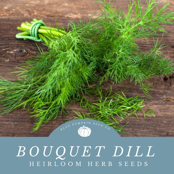 Bouquet Dill Seeds: Versatile Herb for Pickling, Cooking, and Gardening - Attract Beneficial Insects