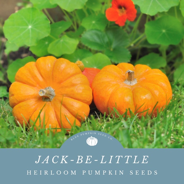 Jack-Be-Little pumpkin (heirloom/c.pepo) seeds: jack be little, mini pumpkin, miniature pumpkin, orange pumpkin, pumpkin seeds, Halloween