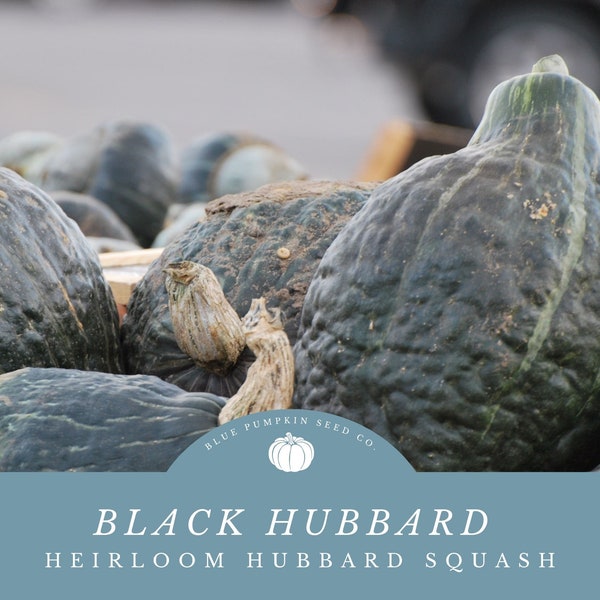 Black Hubbard Squash seeds: Chicago Warted Hubbard - Sweet, Flaky Flesh - 16lb Fruits! - Long Storeage Life