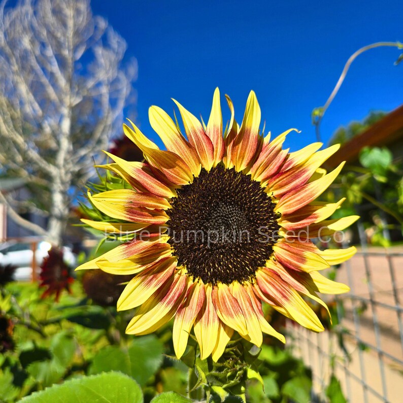 A newly opened Cherry Rose F1 Sunflower.