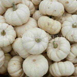 A pile of Casperita pumpkins