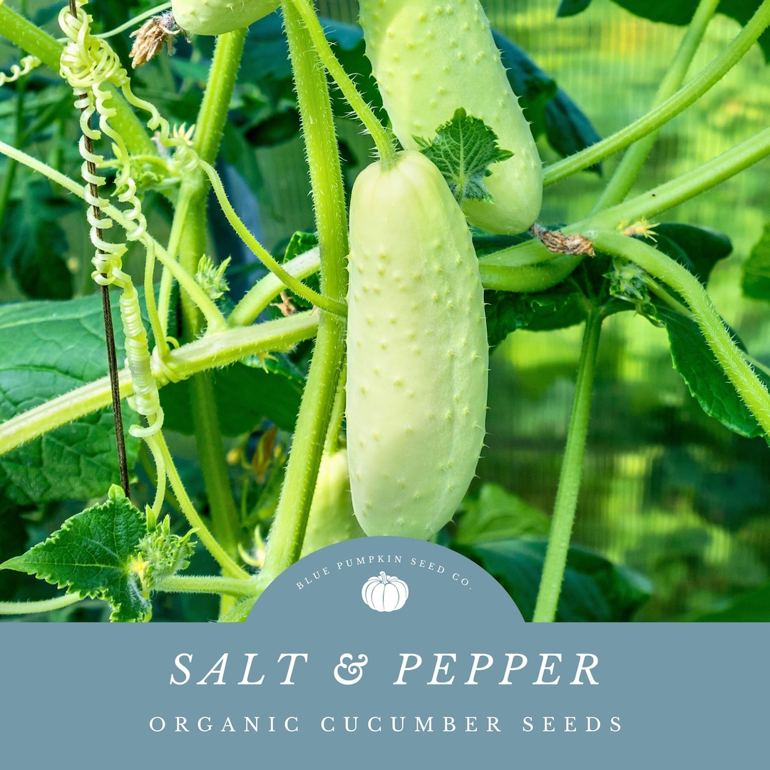 Organic Salt and Pepper Cucumber Seeds White Cucumber Seeds, Organic