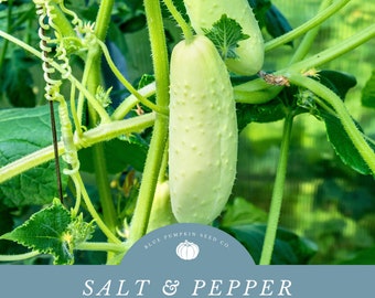 Organic Salt and Pepper cucumber seeds: White cucumber seeds, organic cucumber seeds