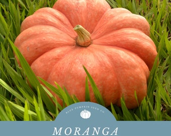 Moranga Pumpkin (semi-rare heirloom/c.maxima/OP) seeds: Brazilian squash, pink pumpkin, peach pumpkin, flat pumpkin, Camarao na Moranga