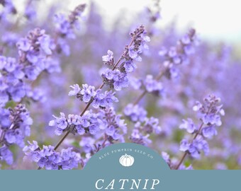 Catnip Seeds for Green Thumbs: Plant a Multi-Purpose Herb for Teas and Homemade Tinctures