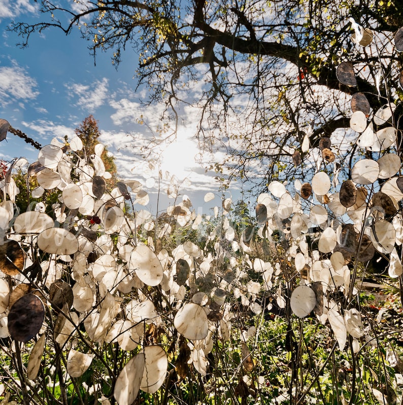Money plants (Honesty plant, Silver Pennies, Moon Plant, Lunaria) growing in the wild.