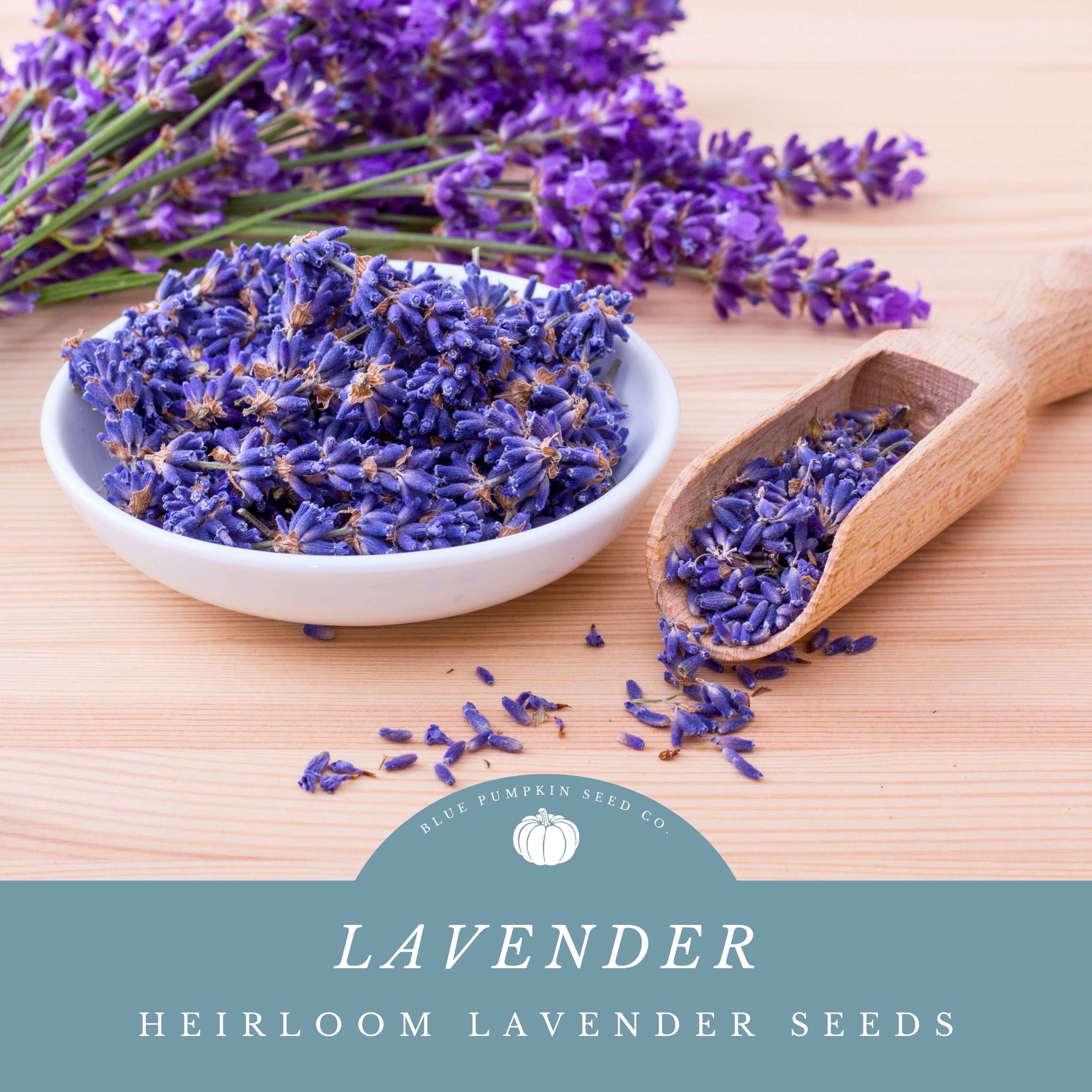 20 Culinary Lavender Spanish Eyes Lavender seeds ( Lavandula