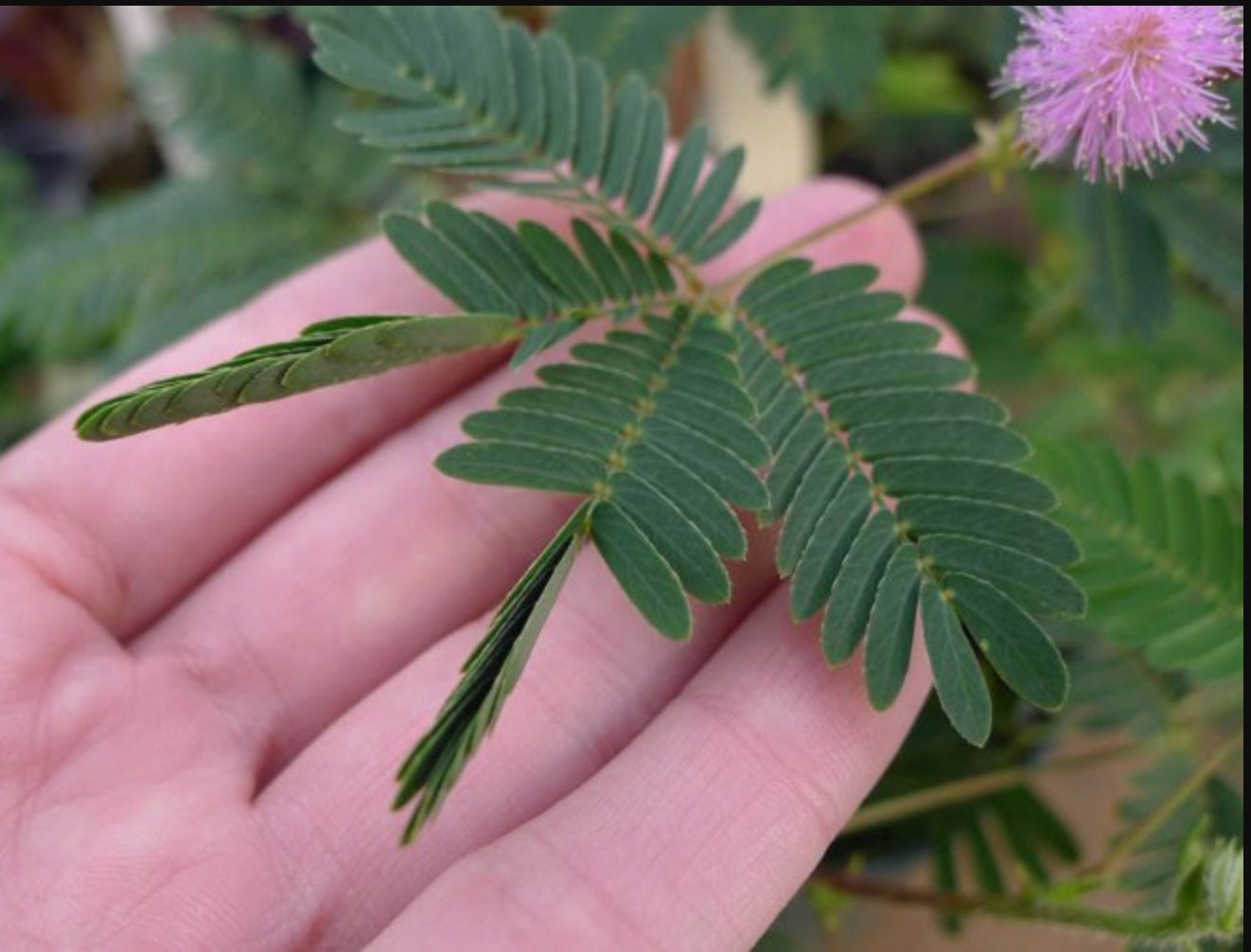 Sensitive Plant seeds: Animated plant Mimosa pudica sleepy | Etsy