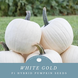 May include: White Gold F1 Hybrid Pumpkin Seeds from Blue Pumpkin Seed Co. A pile of white pumpkins with green stems.