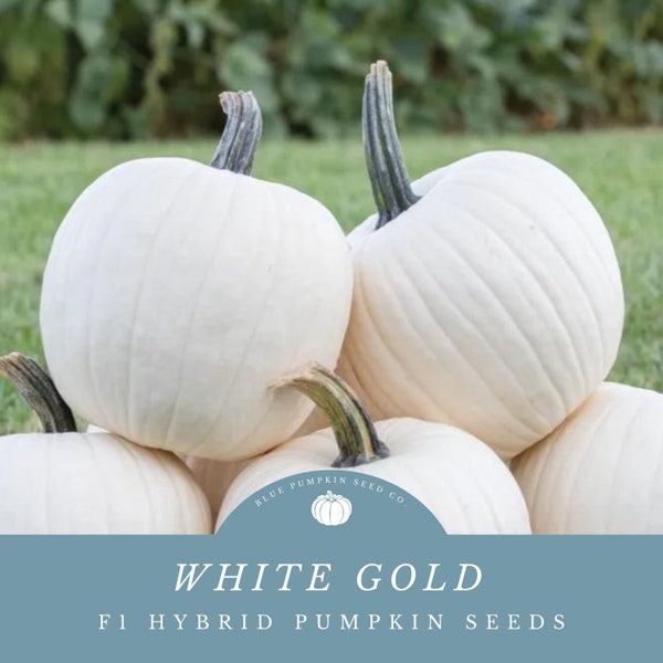 White Gold F1 Pumpkin Seeds (treated): Add Sophistication to Your Autumn Decor - True Pumpkin Form in Pristine White