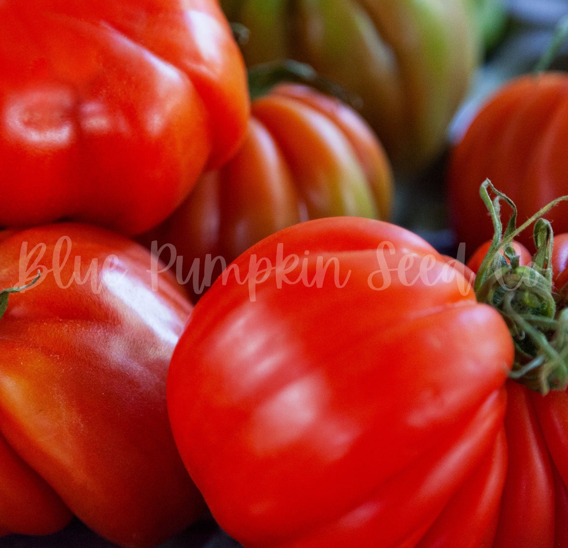 Beefsteak Tomato Seeds heirloom/determinate Steak Tomato Etsy
