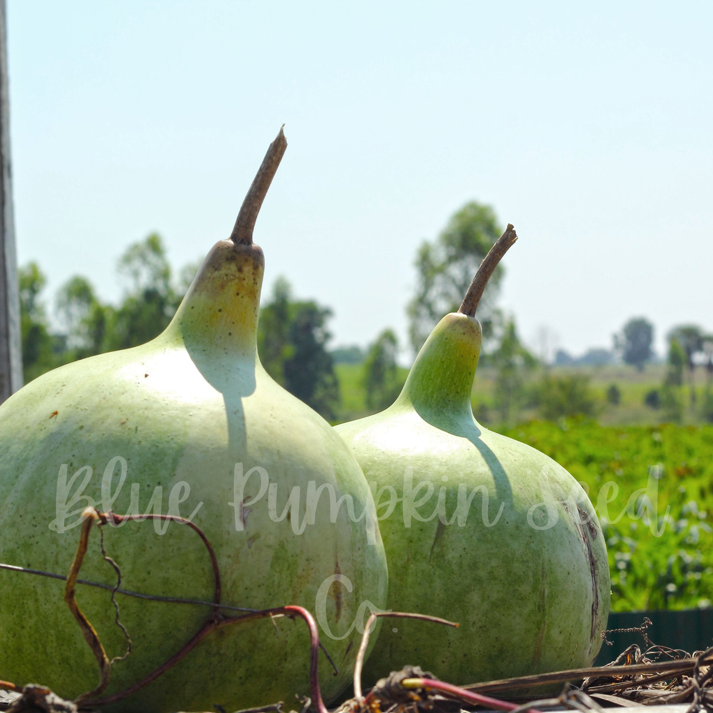 Bushel Basket gourd seeds Large gourd seed bowl gourd gourd Etsy