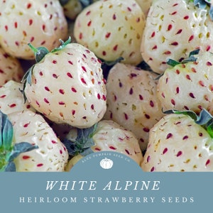 White Alpine Strawberry / Pineberry (heirloom) seeds: Pine Berry, White pineberry, White Alpine Alexandria strawberry seeds