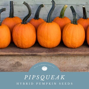 May include: A row of eight orange pumpkins with green stems on a wooden surface. The pumpkins are arranged in a line, with the stems pointing towards the viewer. The pumpkins are all the same size and shape. The text "PIPSQUEAK HYBRID PUMPKIN SEEDS" is displayed below the pumpkins.