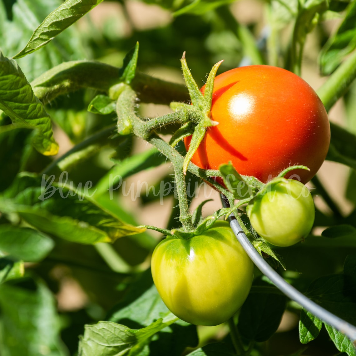 Early Girl Tomato F1 Hybrid Indeterminate French Better Etsy