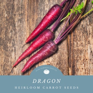 Dragon Carrot seeds: Grow Purple Sweet And Spicy Asian Carrots In Your Garden