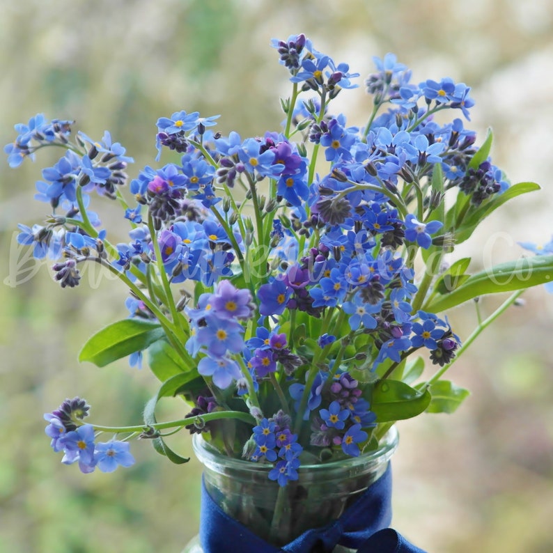 Me Not Flower indigo Blue Perennial Seed Perennial Etsy