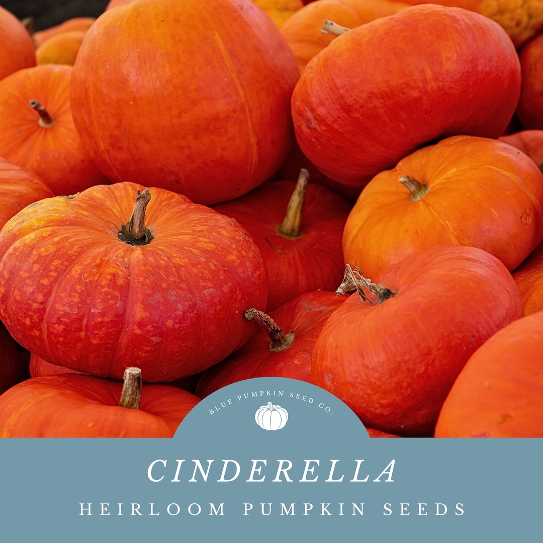 Cinderella Pumpkin Seeds Premium French Heirloom Variety for Fall Decor