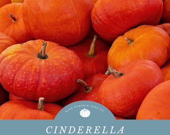 Cinderella Pumpkin Seeds - Premium French Heirloom Variety for Fall Decor and Gourmet Cooking