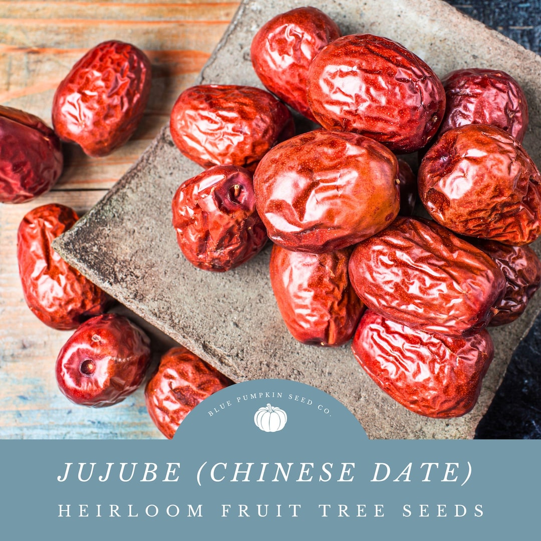Jujube (chinese Date) Tree Seeds: Grow Your Own Juicy Jujube Fruit ...