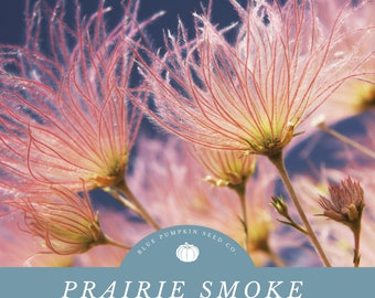Graines de Fumée des Prairies (Geum triflorum) | Fleurs sauvages enchanteresses, têtes de graines fumées uniques