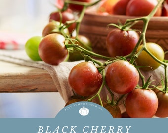Black Cherry Tomato seeds: Prolific, Crack Resistant, And Full Of Flavor - Heavy Yields!