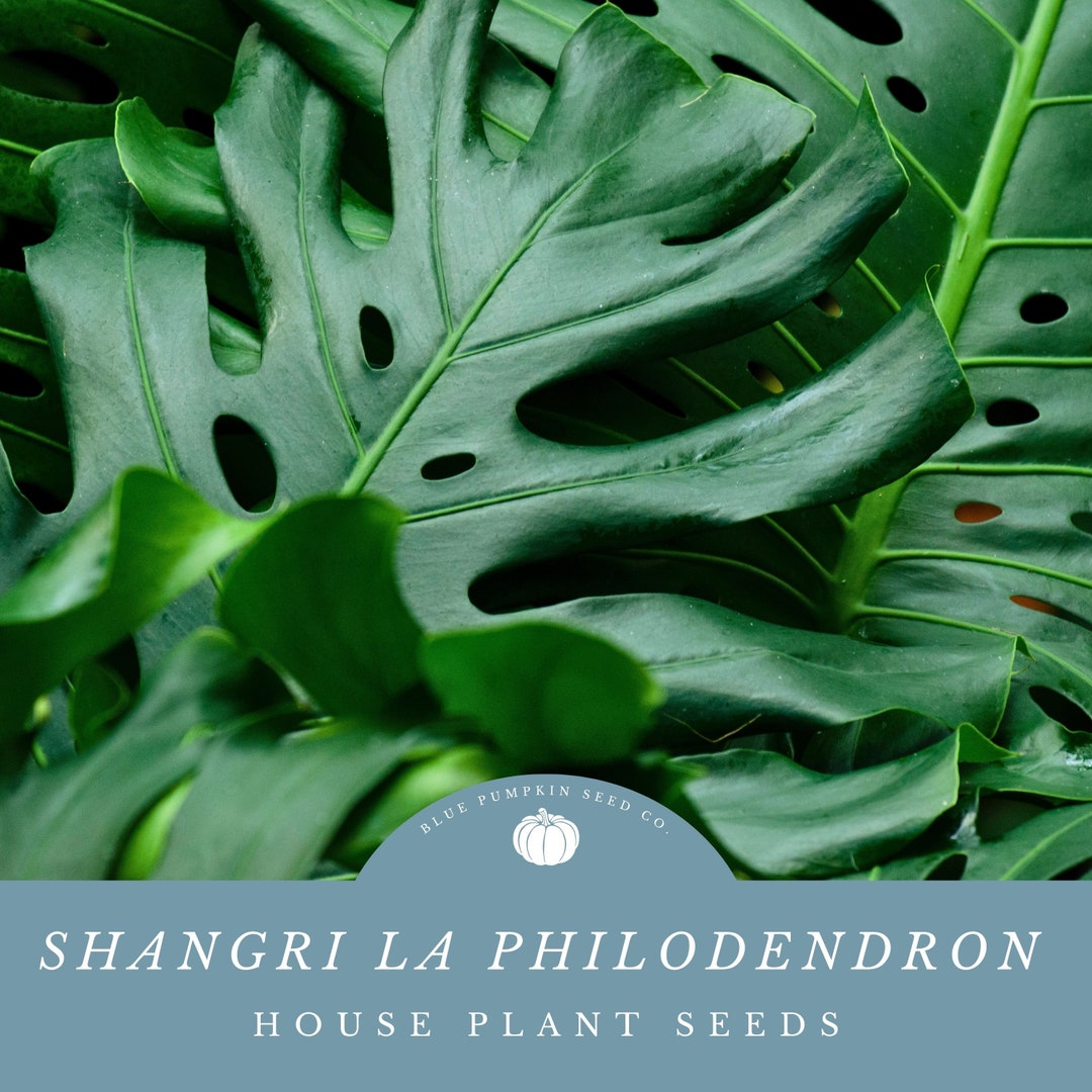 crassula buddha's temple plant Crassula Buddha Temple – Cedar Creek Farmhouse main image 1