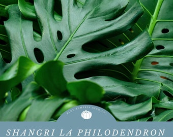 Shangri La Philodendron (Thaumatophyllum binnatifidum/Perennial) seeds: Houseplant seeds, Philodendron plant seeds