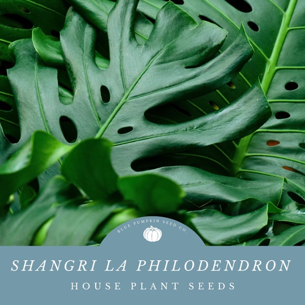 Shangri La Philodendron (Thaumatophyllum binnatifidum/Perennial) seeds: Houseplant seeds, Philodendron plant seeds