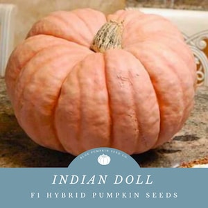 May include: A large, pale orange pumpkin with deep ridges. The pumpkin is labeled "Indian Doll F1 Hybrid Pumpkin Seeds" and "Blue Pumpkin Seed Co."