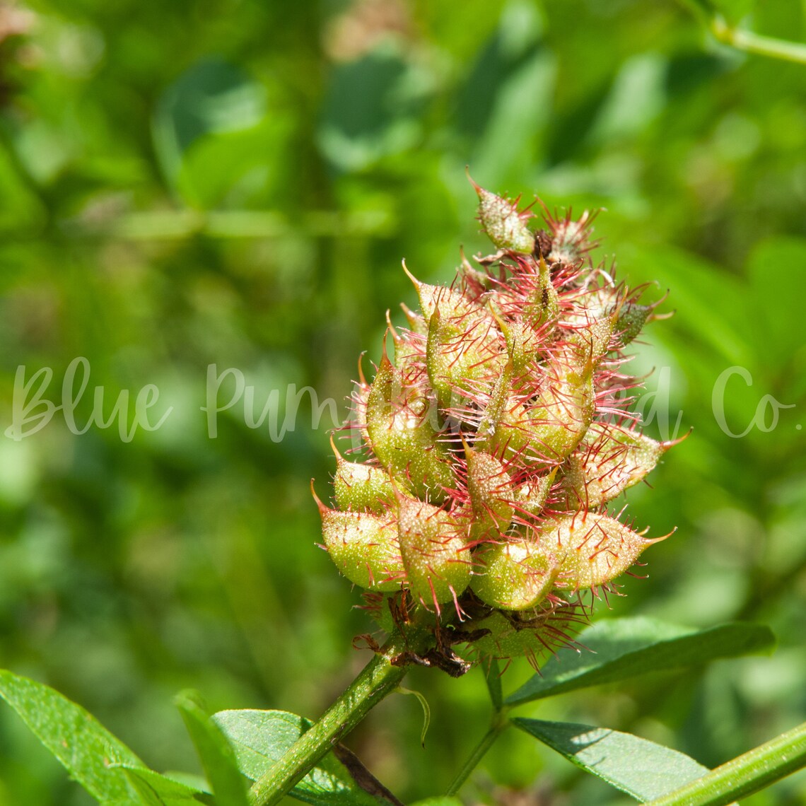 Licorice seed Licorice plant liquorice plant silver bush Etsy
