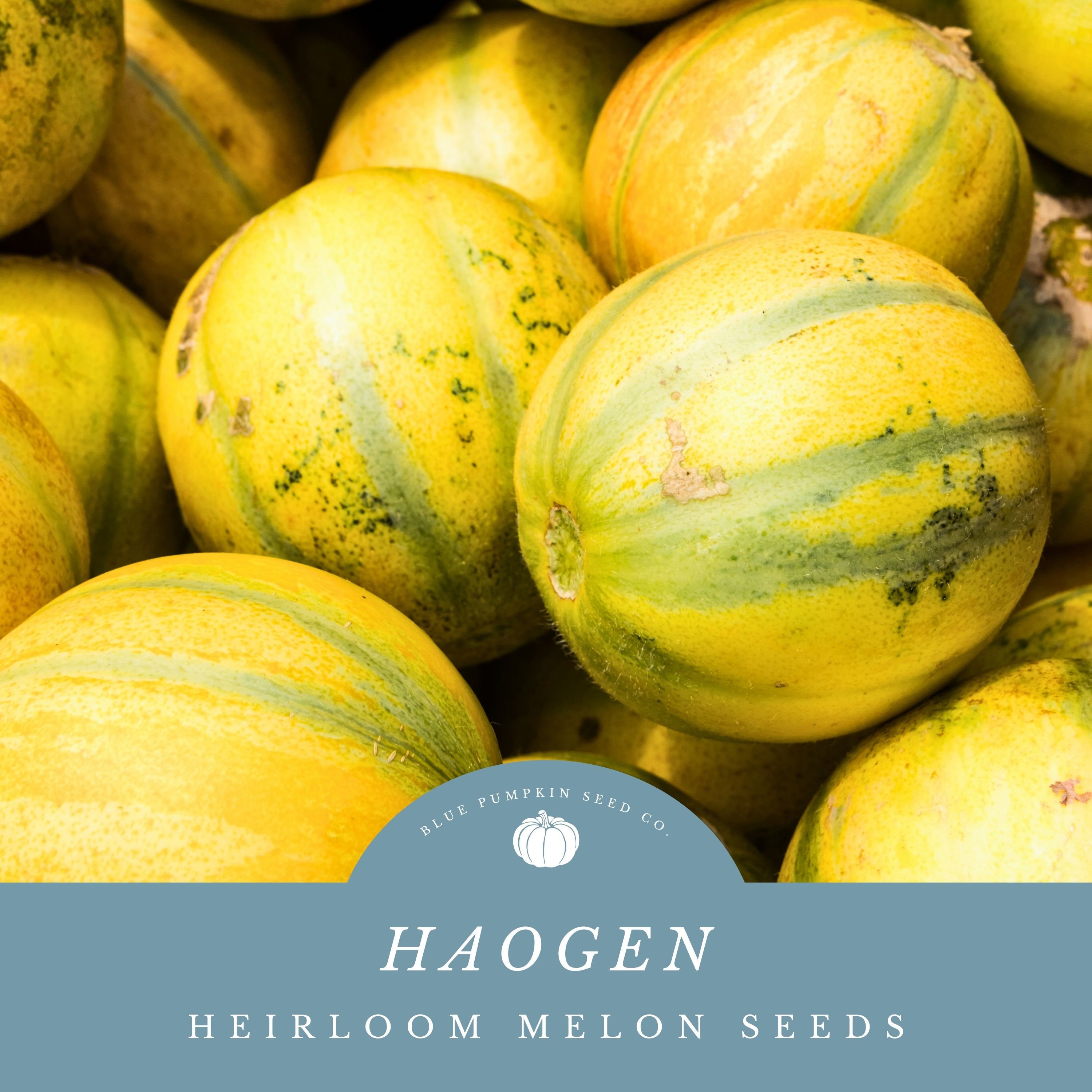 Haogen Melon (organic/heirloom/op) Seeds: Ha'ogen Melon Seeds, Israeli