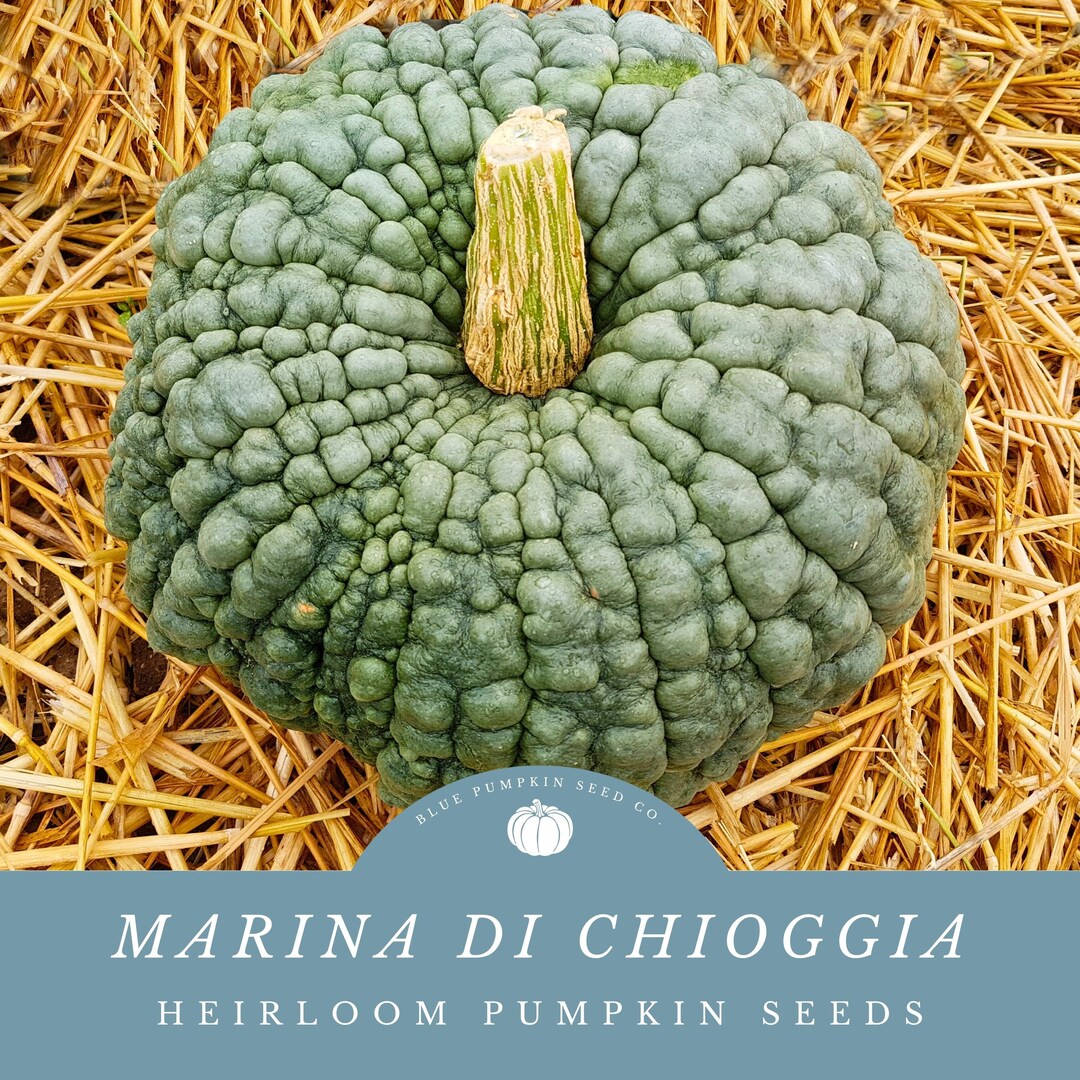 Yalangoch qizil sochli ayollar fotosuratlari Arab va oq tanli ayol ortasidagi yashirin kamerali jinsiy aloqa