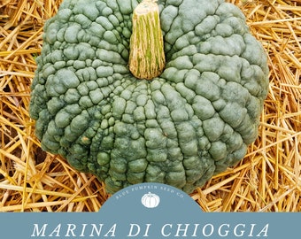 May include: A green Marina di Chioggia heirloom pumpkin with a bumpy, textured surface. The pumpkin is sitting on a bed of straw. The text "Blue Pumpkin Seed Co." is visible in a circle around a small pumpkin icon.