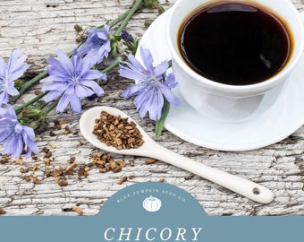Chicory Seeds: Organic Seeds for Vibrant Blooms and Versatile Culinary Uses-Make Chicory Coffee