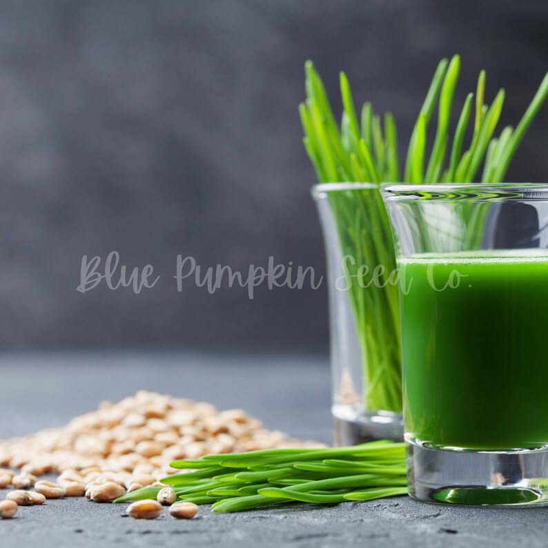 Wheat Grass Berries Seeds Wheat Grass Juice Wheat Grass Etsy