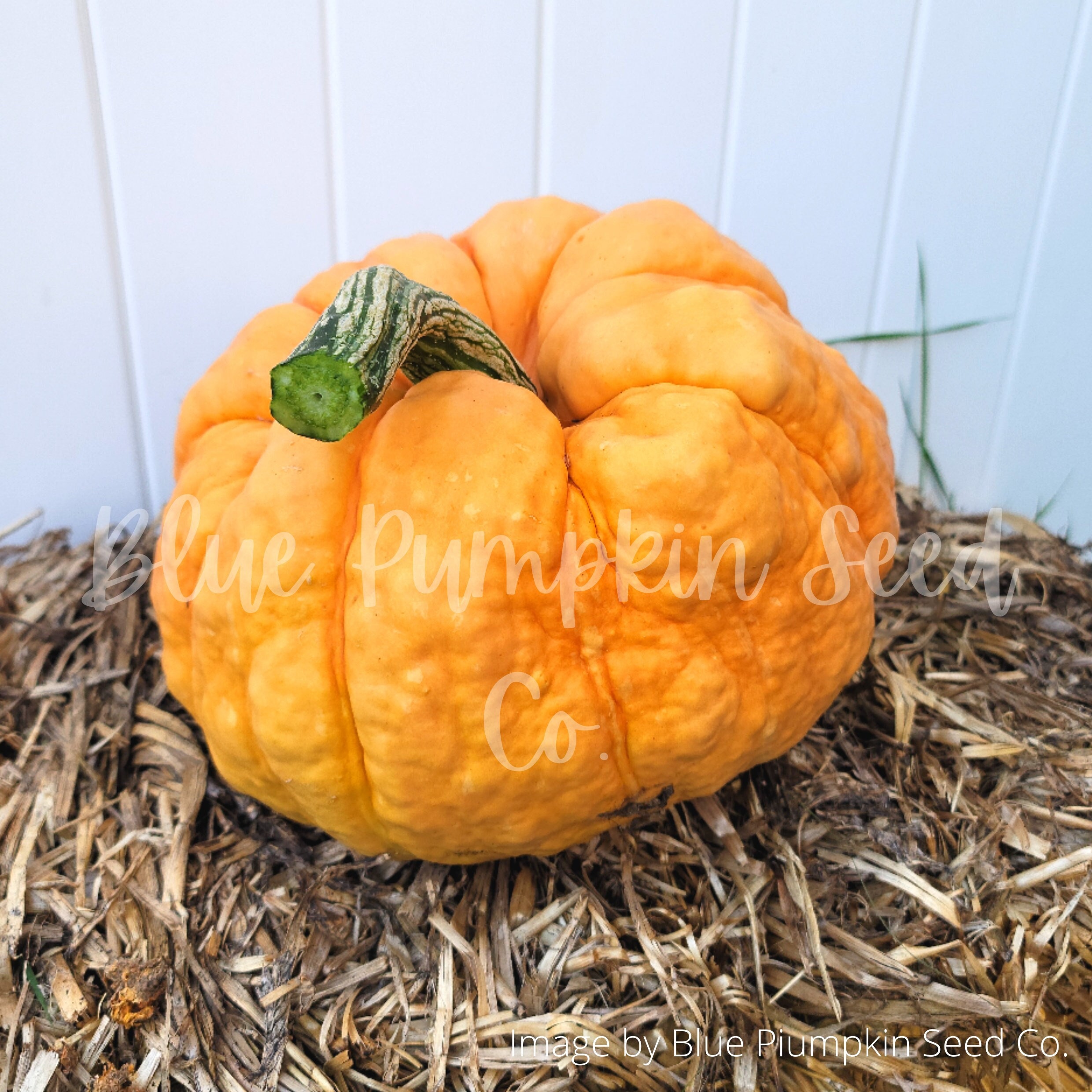 Halloween Pumpkin Jack-O-Lantern w/Sound & Flickering LED